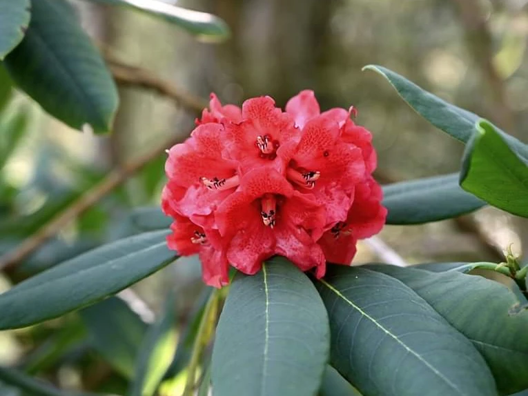 R. facetum